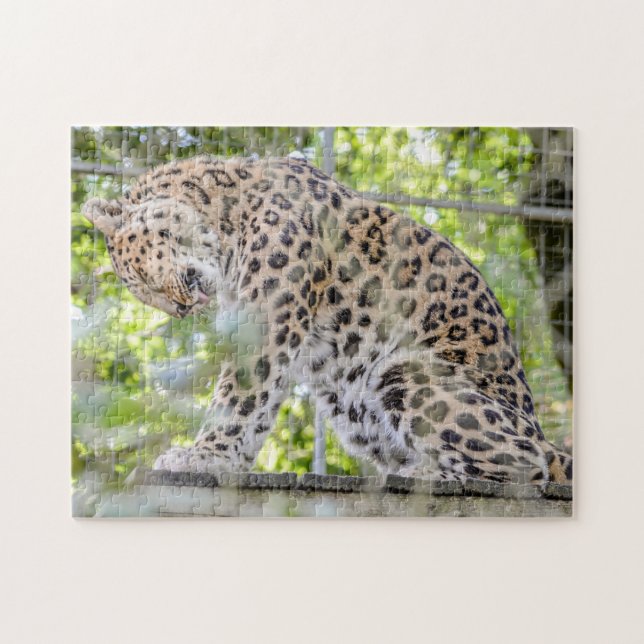 Leopard Washing Wild Animal Foto (Horizontal)