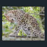 Leopard Washing Wildlife Fotografie Puzzle<br><div class="desc">Ein glücklicher Schuss, der im Zoo mit meinem Zoomobjektiv dieses wunderschönen Leoparden gemacht wurde, der sich waschen lässt! Bitte beachten Sie, wenn Sie eine Größe mit einem anderen Seitenverhältnis als hier (insbesondere wenn quadratische Form) wählen, muss das Design unter Umständen angepasst werden, ansonsten kann es zu einem weißen Bereich kommen....</div>