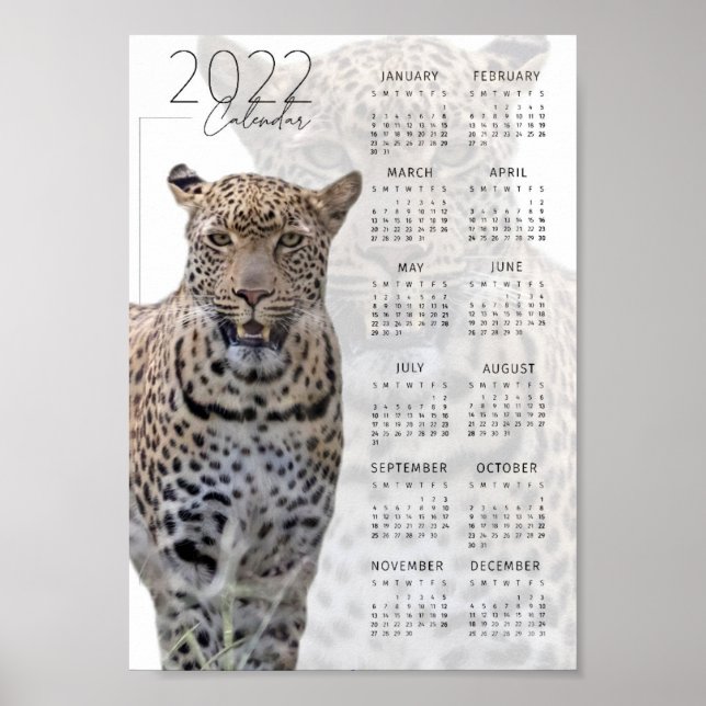 Leopard wild lebende Tiere - Kalender 2022 Poster (Vorne)