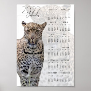 Leopard-Wildlife-Kalender 2022 Poster