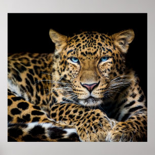 Leopard Zoo Illustration in der nördlichen China Poster