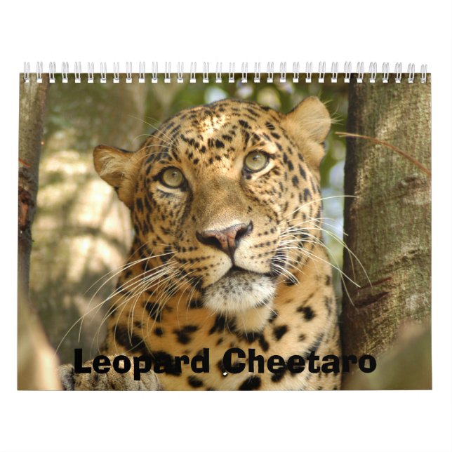 LeopardCheetaro013, Leopard Cheetaro Kalender (Titelbild)