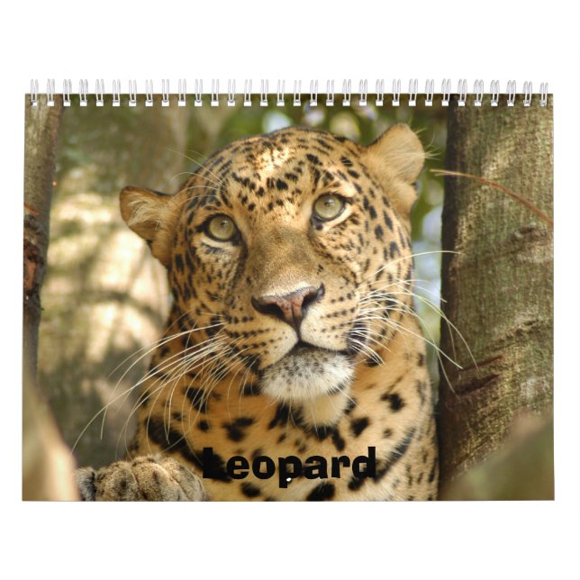 LeopardCheetaro013, Leopard Kalender (Titelbild)