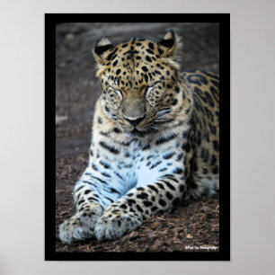 Leoparden Augen geschlossen Poster