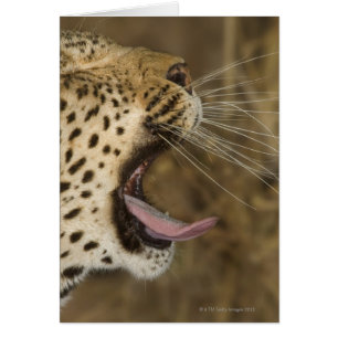 Leoparden, Greater Krüger National Park,