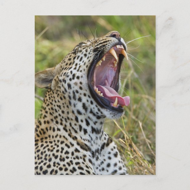 Leoparden, Greater Krüger National Park, 2 Postkarte (Vorderseite)