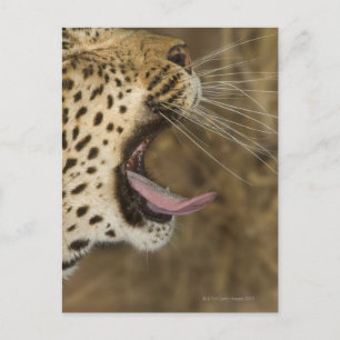 Leoparden, Greater Krüger National Park, Postkarte