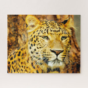 Leoparden Großkatzen.
