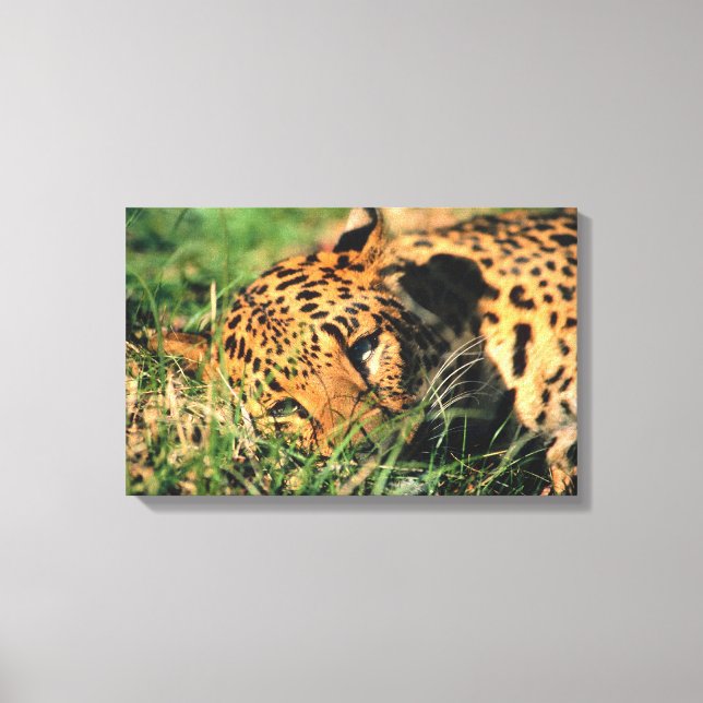 Leoparden im Gras Leinwanddruck (Vorderseite)