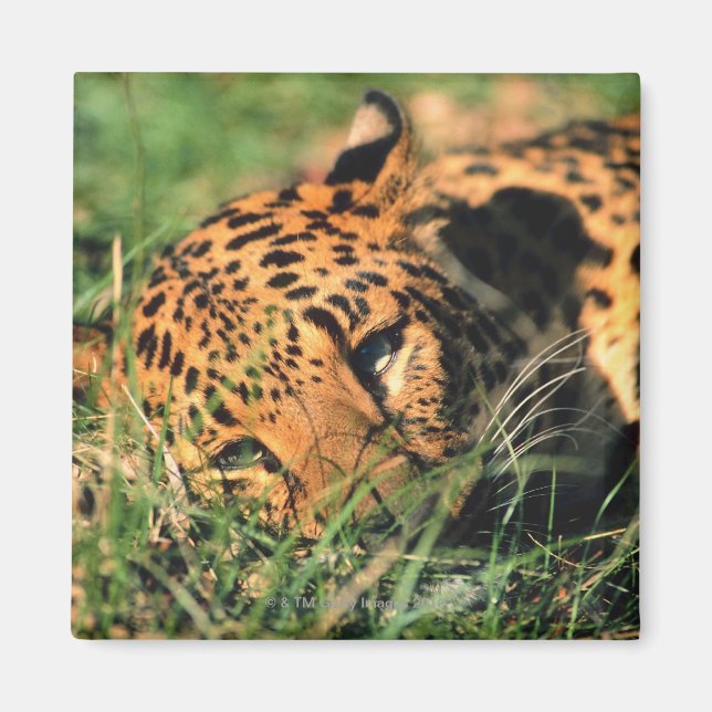Leoparden im Gras Magnet (Vorne)