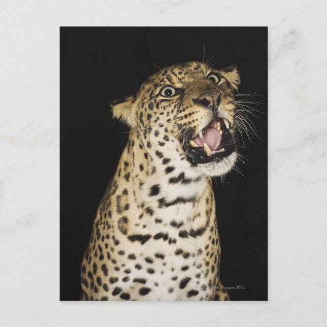 Leoparden Postkarte (Vorderseite)
