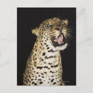 Leoparden Postkarte