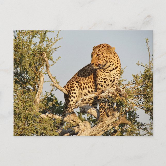 Leoparden Postkarte (Vorderseite)