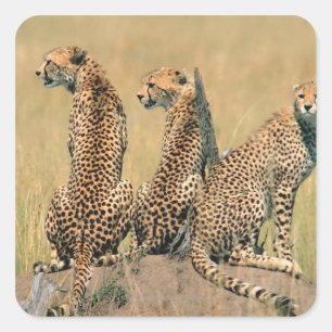 Leoparden Quadratischer Aufkleber