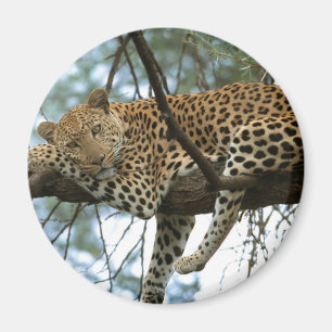 Leoparden-Ruhen im Baum Magnet