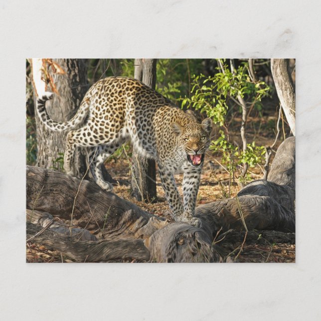 Leoparden zu Fuß, der auf Sie wächst Postkarte (Vorderseite)