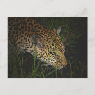 Leopardengetränk in wilden Safari-Postkarten Postkarte