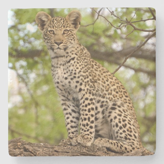 Leopardengürtel an der Limbe. Steinuntersetzer (Vorderseite)