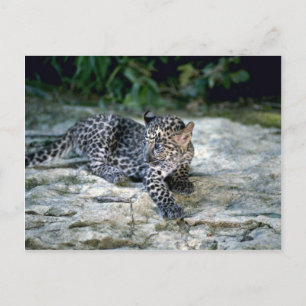 Leopardenjunge Postkarte