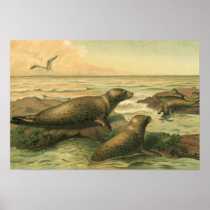 Leopardenseehunde, Vintage Wassertiere Meeresleben Poster