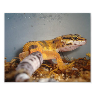 LeopardGecko Fotodruck