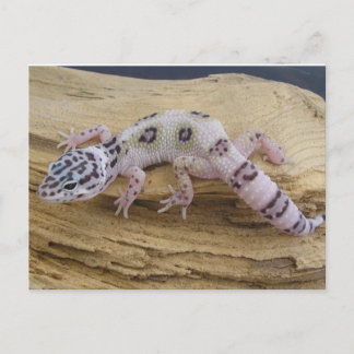 Leopardgecko-Postkarte Postkarte