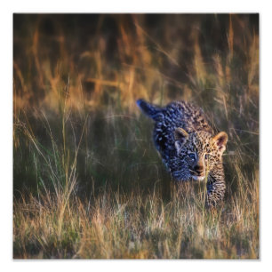 Leopardjunge Panthera Pardus Fotodruck