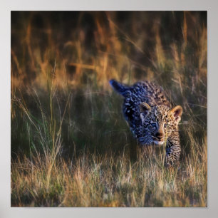 Leopardjunge Panthera Pardus Poster