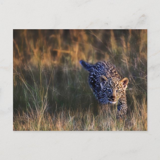 Leopardjunge Panthera Pardus Postkarte (Vorderseite)