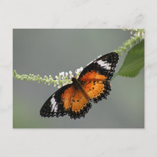 LeopardLacewing Postkarte