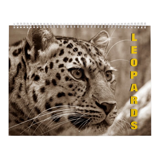 Leopards-Kalender Kalender (Titelbild)