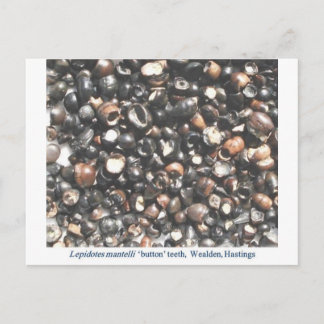 Lepidotes zerkleinern Zahnfossilien Postkarte