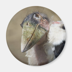 Leptoptilos crumeniferus magnet