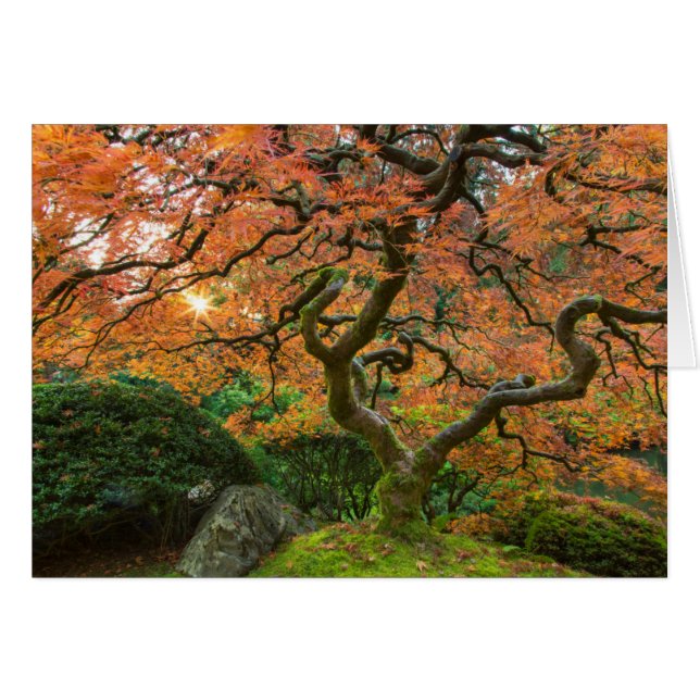 L'Érable Dans Les Jardins Japonais En Automne (Devant horizontal)