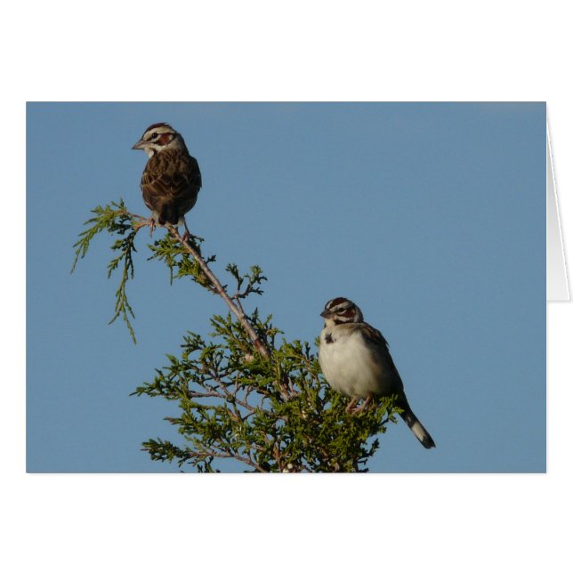Lerchen-Spatz (Vorderseite (Horizontal))