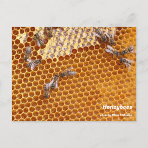 Les abeilles dans la carte postale de la ruche