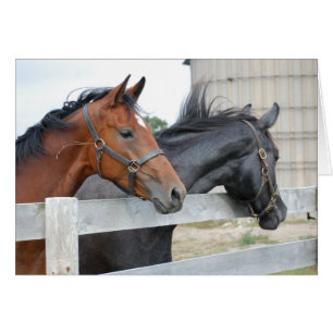 Les amateurs de chevaux