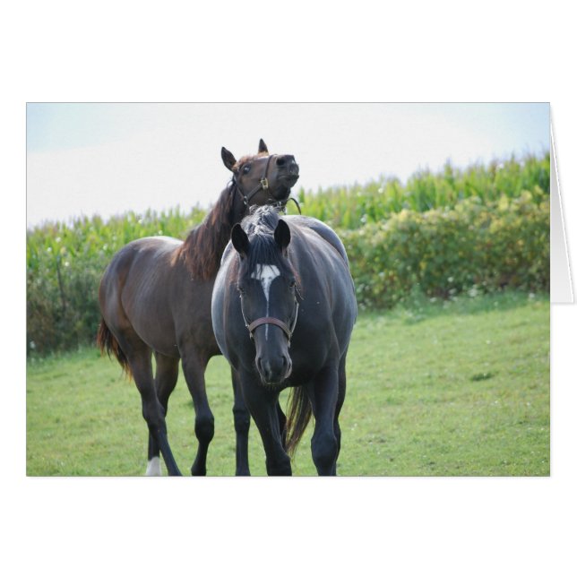 Les amateurs de chevaux (Devant horizontal)