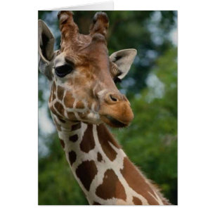 Les amateurs de girafe Les cadeaux d'art