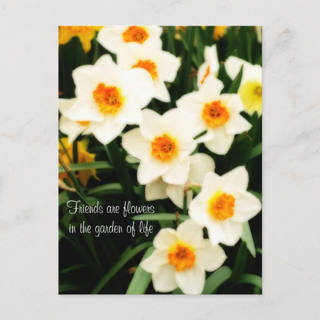 Les amis sont des fleurs Citation Daffodils Carte  (Devant)