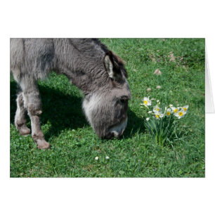 Les ânes ne mangent pas de jonquilles sauvages