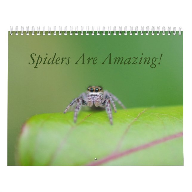 Les araignées sont extraordinaires ! Calendrier (Protection)