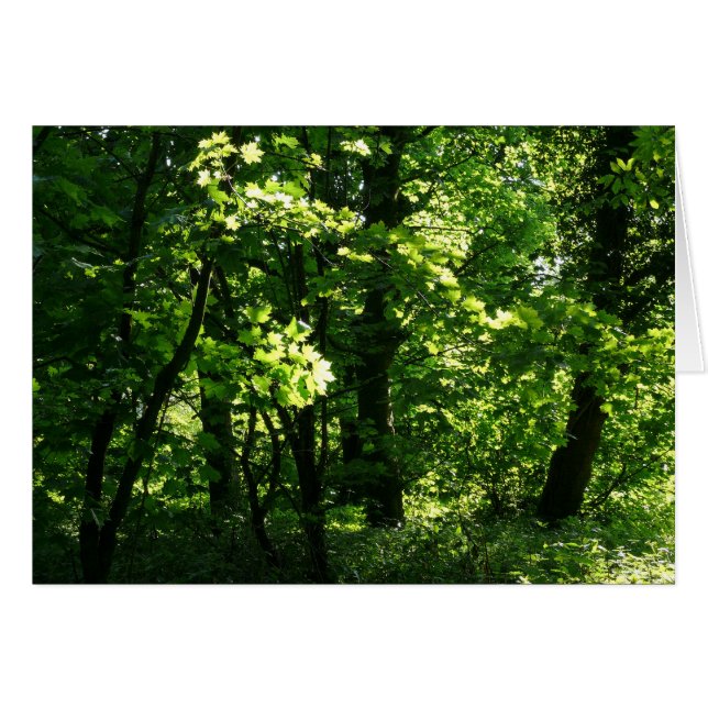 Les arbres au printemps. Bute Park, Cardiff. Pays  (Devant horizontal)