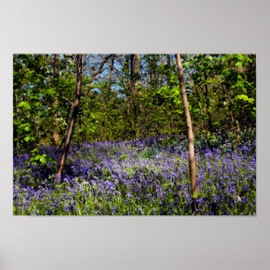 Les Bluebells dans les bois Affiche