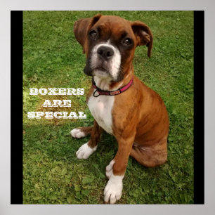 LES BOXERS SONT UNE affiche spéciale