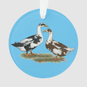 Les canards Ancona appareillent