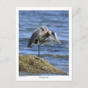 Les cartes postales "The Big Scratch"