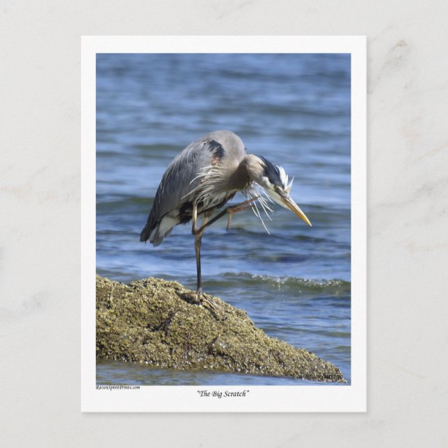 Les cartes postales "The Big Scratch" (Devant)