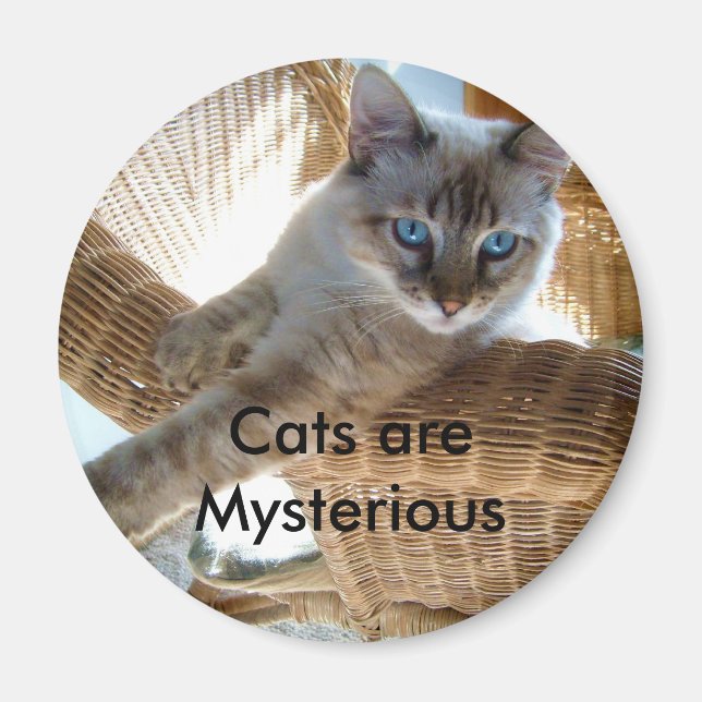 Les chats sont un mystérieux aimant (Devant)