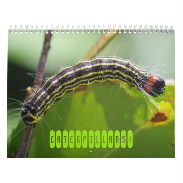 Les chenilles ! Calendrier (Protection)